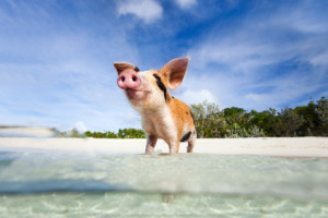 schweine auf den Bahamas