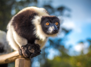 Schwarz-weißer Lemur Madagaskar