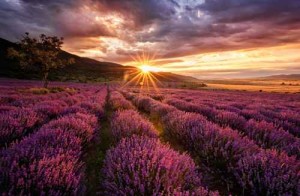 Provence: Sonnenaufgang im Lavendelfeld 