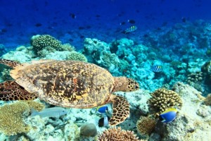 Die Bahamas - Unterwasserwelt